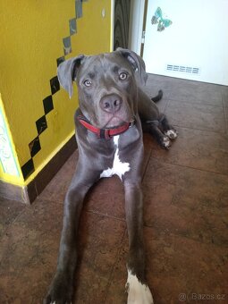 Stěně stafordšírský bulterier bez papíru - 3