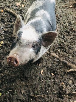 Prodám göttingenská miniprasátka - 3