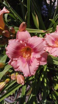 Trvalky, bylinky - 3