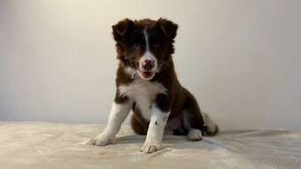 ŠTĚŇÁTKO BORDER KOLIE - 3