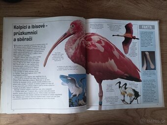 Ptáci / Alderton - 3