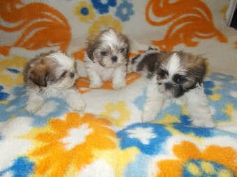 Prodám Shi- Tzu - 3