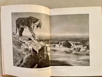 Kniha Můj slon Kárí - 3