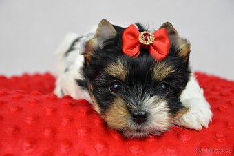 biewer yorkshire terrier s PP - 3
