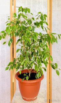 Fíkus Ficus benjamina Golden King/Twilight, březový fík 1m - 3