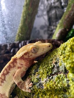 Terarium + pagekon - 3