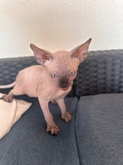 Kanadský Sphynx s průkazem původu - 3