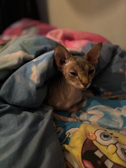 Prodám kočky sphynx - 3
