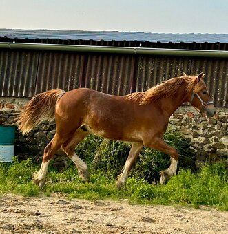 welsh cob D válašek - 3