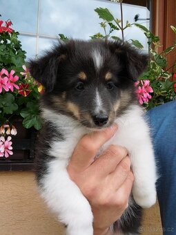 Sheltie,  šeltia- šteniatka s PP ( FCI) - 3