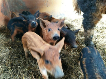 Mangalica - 3
