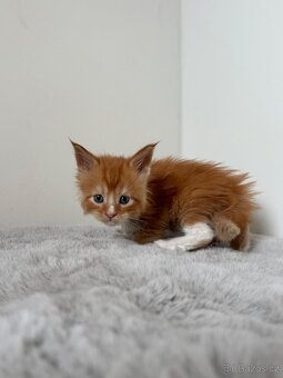 Mainská mývalí koťata s PP - 3