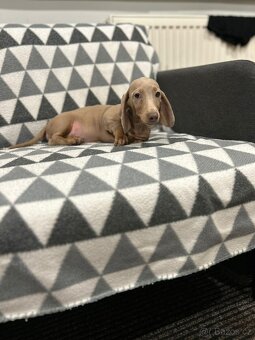 Jezevčík trpasličí - 3