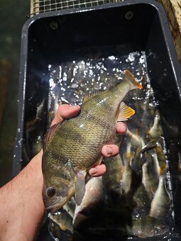 Prodej ryb z jarních lovení - 3