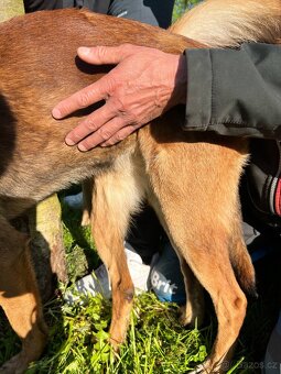 Belgický ovčák Malinois - 3
