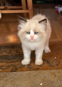 Koťátka Ragdoll s PP - 3