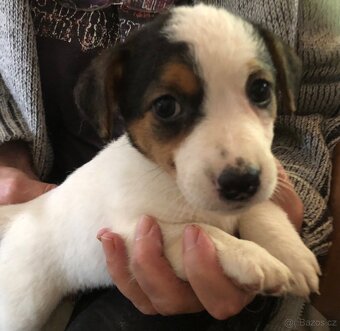 Jack russel teriér - 3