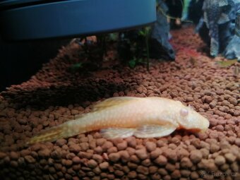 Ancistrus - 3