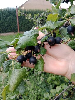 ČERVENÝ RYBÍZ a JOSTA - 3