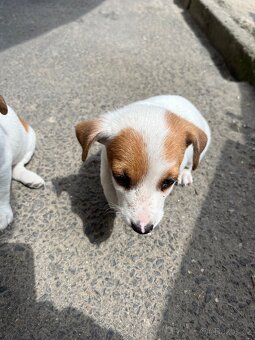 Jack Russell terier - 3