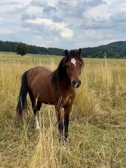 hřebeček Welsh Pony of cob type - 3