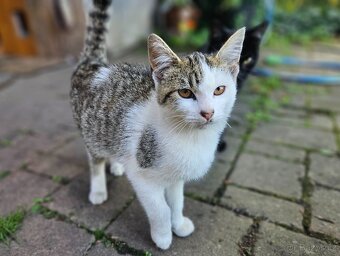 kotě, 4 měsíce, holka - 3