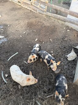 Selata na prodej - 3