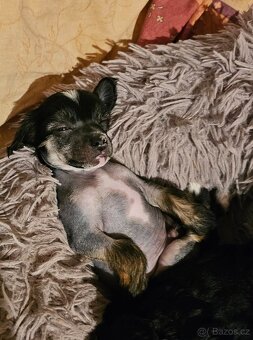 ČÍNSKÝ CHOCHOLATÝ PES/labutěnka/naháč - 3