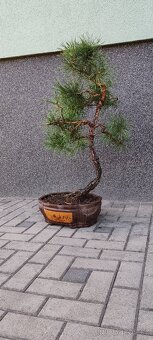 Bonsai, bonsaj, borovice v misce - 3