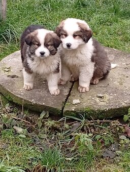 Bernardýn x neznámý - 3