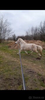 Predam jazdecku welsh pony kobylu - 3