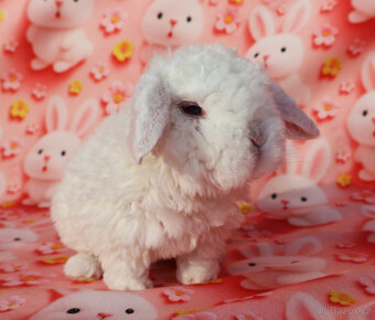 zakrslí beránci - 3