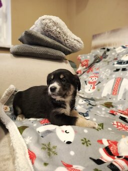 Kříženec husky - 3