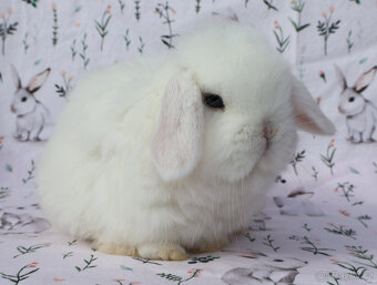 Maličký NHD modrooký beránek sameček s VP . - 3