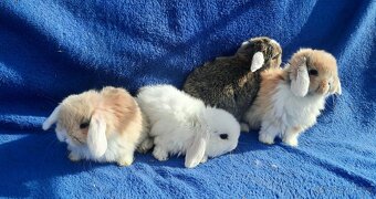 Zakrslý beránek - 3