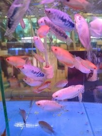 neonka červená, mečovka, cichlida cacadu,jiné akvarijní ryby - 3