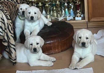 Labrador smetanový s PP (labradorský retriever, retriver)psi - 3