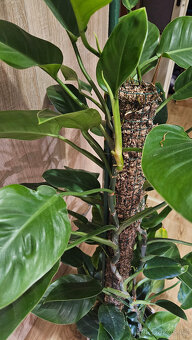 Philodendron imperial green - 3