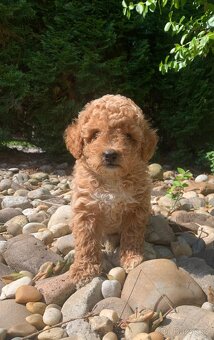 Maltipoo - 3