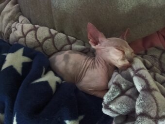 Sphynx koťátka - 3