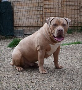 American bully xl-xxl (ABKC)-kryti - 3