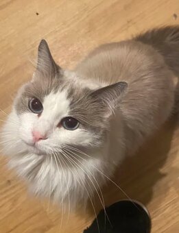 Ragdoll kočička (8let) hledá domov bez jiných zvířátek - 3