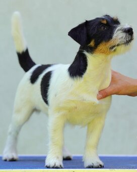 Jack Russell Terrier tricolor s PP FCI - 3