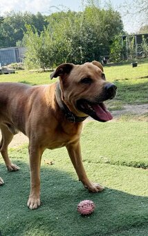 NERO K ADOPCI - přátelský, aktivní, učenlivý, pracovitý - 3