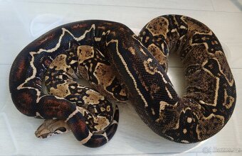 Boa imperator - DH Leopard VPI T+ Albino - 3