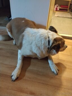 Pes do dobrých rukou - 3