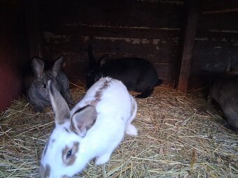 Králíci k prodeji - 3