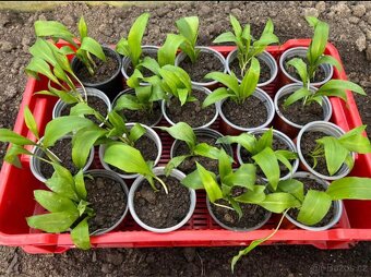 Medvědí česnek - 3