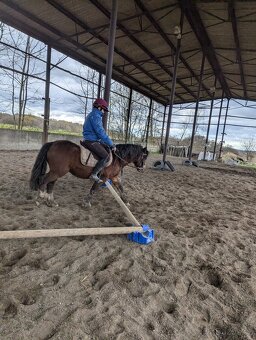 Prodáme valáška welsh mountain pony sekce A - 3
