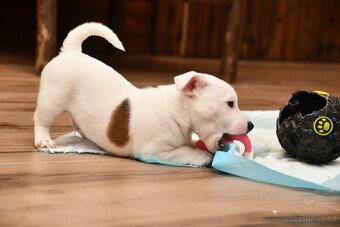 Jack Russell Terrier FCI - 3